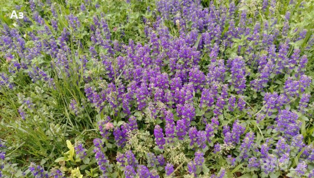 Продавам цветя за бордюр - 4 вида, снимка 6 - Сортови семена и луковици - 21696387