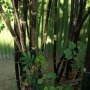 100 броя бамбукови семена от Декоративен бамбук Moso Bamboo лилав зелен цветен , снимка 10