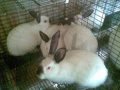 Зайцеферма продава целогодишно зайци, снимка 2