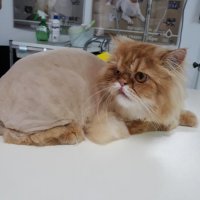 Подстрижка котка