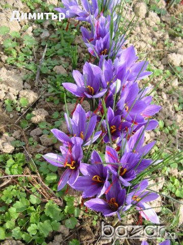 Подарявам луковици Шафранов минзухар (Crocus Sativus), снимка 4 - Градински цветя и растения - 11714252