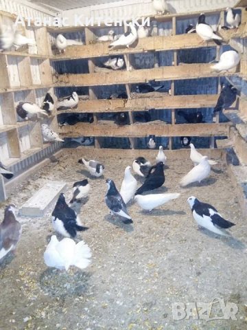 ПРОДАВАМ пазарджишки високо летачи-гълъби!, снимка 17 - Гълъби - 24799309