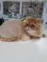 Подстригване на котка, снимка 1 - Ветеринари и услуги - 23386096