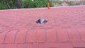 Ремонт на покриви и безшевни улуци, снимка 6