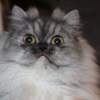 Сребърна чинчила  /  Persian cat, снимка 11 - Персийска - 18951274