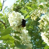 Продавам 400 семена от бързо растяща Бяла акация, Бял салкъм, облагороден за пчелите за дървен матер, снимка 9 - Сортови семена и луковици - 22783774
