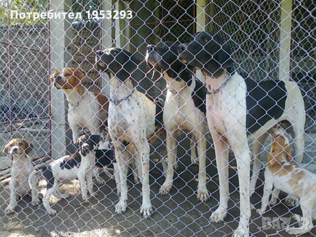 Пойнтери елитни  обучени, снимка 3 - Пойнтер - 25923991