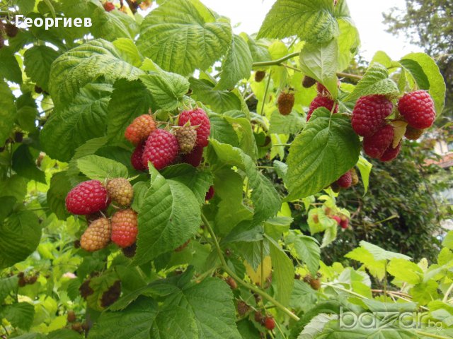 Разсад малини Шопска алена , снимка 3 - Стайни растения - 11542714