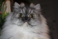 Сребърна чинчила  /  Persian cat, снимка 11