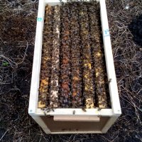 пчелни семейства и отводки