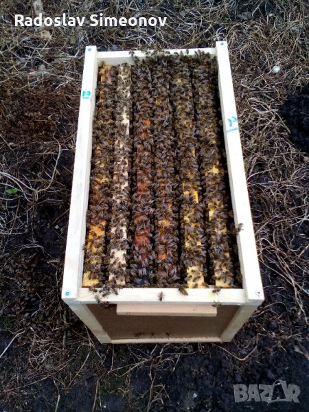 пчелни семейства и отводки, снимка 1