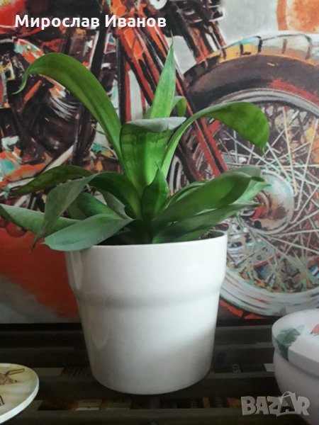 саксия с цвете, снимка 1