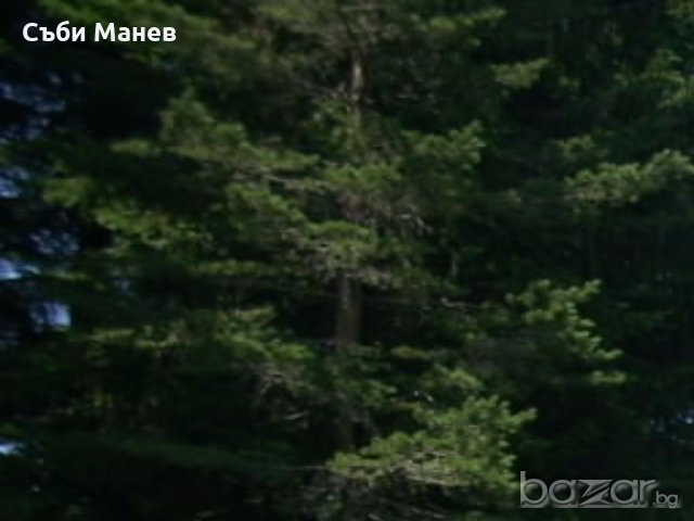 Продавам парцел на Хайдушки поляни.🌲, снимка 2 - Парцели - 19446034