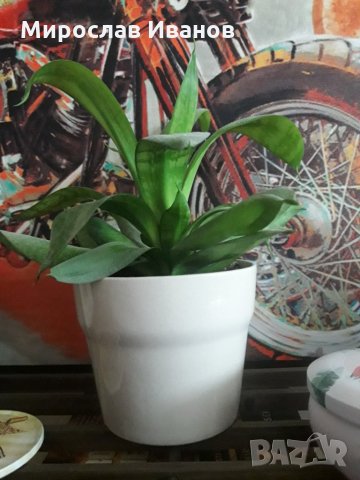 саксия с цвете, снимка 1