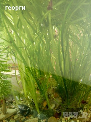 Водорасли за аквариум  Роголистник (лисича опашка) растения, снимка 5 - Аквариуми - 22263626