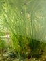 Водорасли за аквариум  Роголистник (лисича опашка) растения, снимка 5