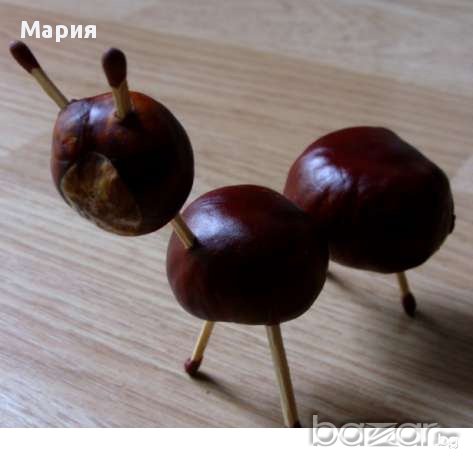 Кестени за декорация или за приготвяне на лекарство, снимка 2 - Декорация за дома - 13218300