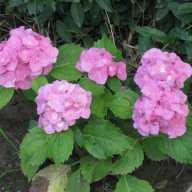 Хортензия в саксия 4 налични цвята, снимка 3 - Градински цветя и растения - 11290025