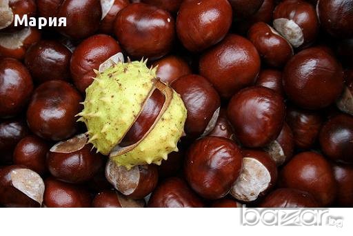 Кестени за декорация или за приготвяне на лекарство