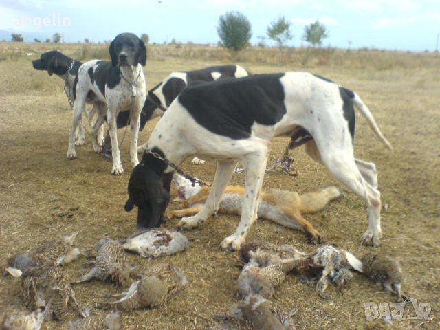 пойнтер, снимка 2 - Пойнтер - 9525767