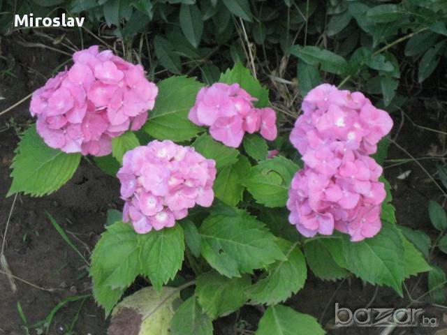 Хортензия в саксия, снимка 2 - Градински цветя и растения - 11290025
