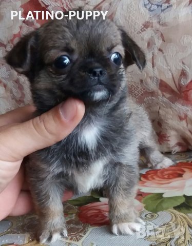 Чихуахуа в наличност, снимка 7 - Чихуахуа - 24389414