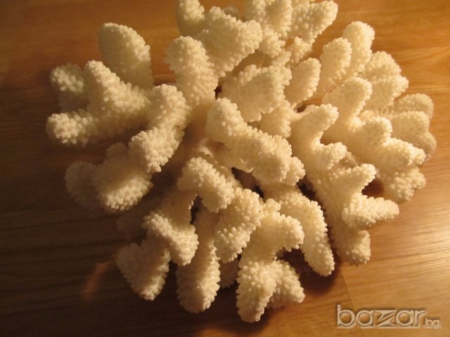 огромен красив  естествен морски корал  - 24 см. - красота от природата !, снимка 1 - Декорация за дома - 19818889