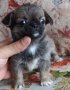 Чихуахуа в наличност, снимка 7