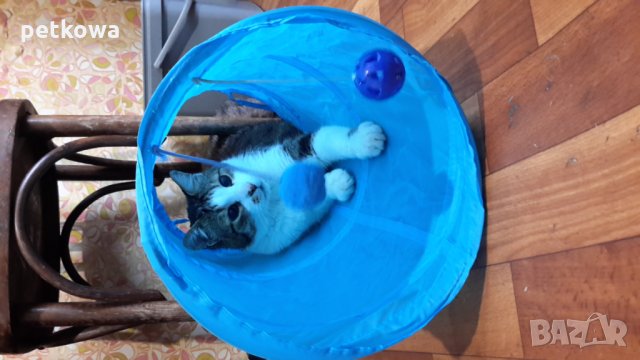 тунел за вашия домашен любимец, снимка 1