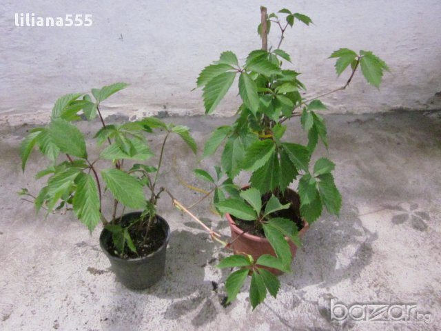Лозичка катерлива, снимка 3 - Градински цветя и растения - 10632807