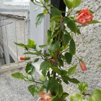 китайска роза , снимка 3 - Градински цветя и растения - 24498730