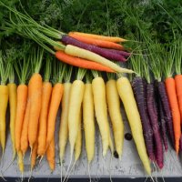 Многоцветни моркови, бонсай, органични, вкусни зеленчуци, растения за дома, градина, редки зеленчуко, снимка 7 - Сортови семена и луковици - 24818953