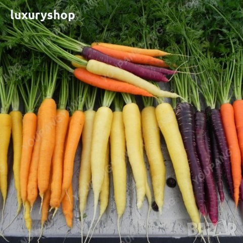 Многоцветни моркови, бонсай, органични, вкусни зеленчуци, растения за дома, градина, редки зеленчуко, снимка 7 - Сортови семена и луковици - 24818953