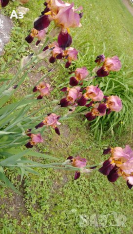 продавам луковици на цветя Ирис - 10 вида български редки сортове, снимка 13 - Сортови семена и луковици - 18321374