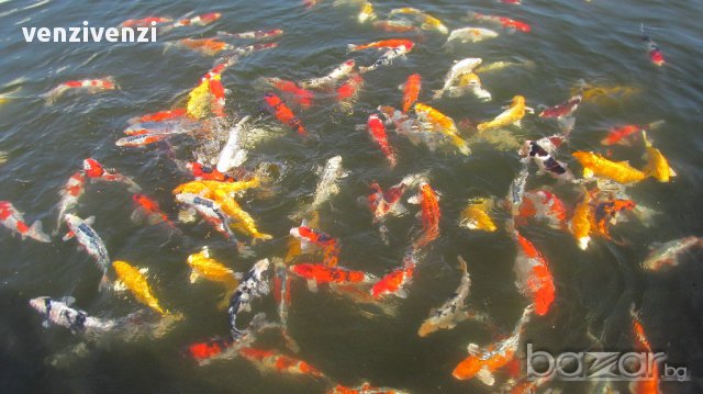 Риби за декоративно езеро, снимка 14 - Рибки - 5115690