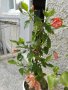 китайска роза , снимка 3