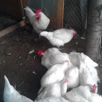 Бяло Брезе-оплодени яйца,_много добра носачка 250 _280 яйца до 70 грама с уникално вкусно месо , снимка 6 - Кокошки и пуйки - 24127501