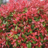  Photinia fr.'Red Robin', снимка 2 - Градински цветя и растения - 21905217