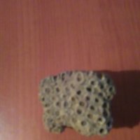 Корал, вкаменелост,фосили от някогашно дъно на море, снимка 3 - Антикварни и старинни предмети - 24170532