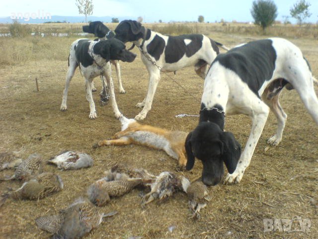 пойнтер, снимка 1