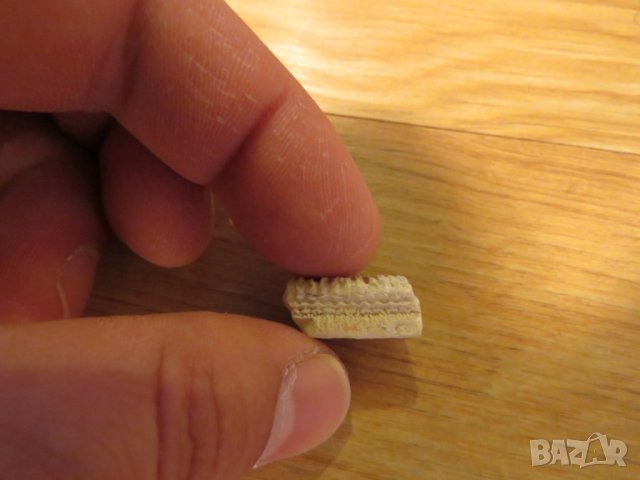 Стар зъб ( голям ) от Скат - за вашета колекция или декорация ., снимка 2 - Колекции - 22419817