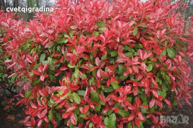  Photinia fr.'Red Robin', снимка 2 - Градински цветя и растения - 21905217