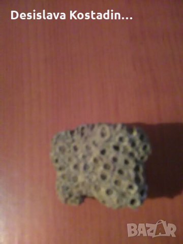 Корал, вкаменелост,фосили от някогашно дъно на море, снимка 3 - Антикварни и старинни предмети - 24170532