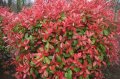  Photinia fr.'Red Robin', снимка 2