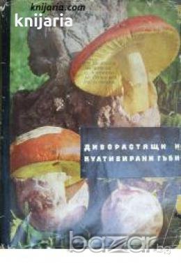 Диворастящи и култивирани гъби , снимка 1