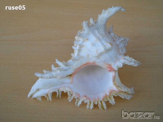 Раковина - 7, снимка 5 - Други ценни предмети - 14605247