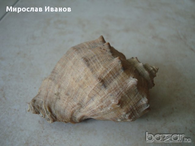 морски раковини, снимка 3 - Подаръци за рожден ден - 11663851