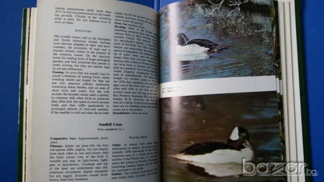 Ornamental waterfowl by Hartmut Kolbe (in English) За любителите на птичия свят - водолюбивите птици, снимка 8 - Специализирана литература - 20844430