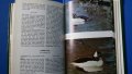 Ornamental waterfowl by Hartmut Kolbe (in English) За любителите на птичия свят - водолюбивите птици, снимка 8