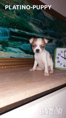 Чихуахуа в наличност, снимка 4 - Чихуахуа - 24389414